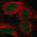 Merck Anti-UHRF2 antibody produced in rabbit