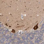 Merck Anti-ZNF804B antibody produced in rabbit