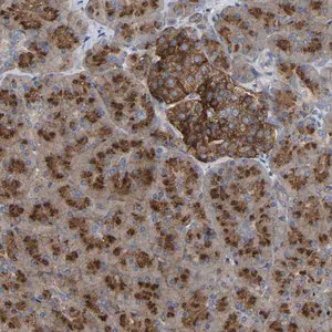 Merck Anti-PPP1R15A antibody produced in rabbit