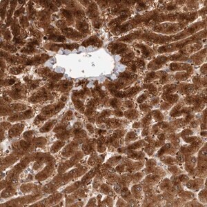 Merck Anti-ACTL9 antibody produced in rabbit