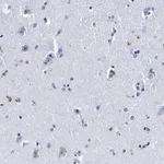 Merck Anti-LRRC8E antibody produced in rabbit