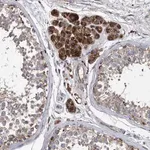 Merck Anti-BCL2L12 antibody produced in rabbit
