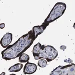 Merck Anti-SVEP1 antibody produced in rabbit