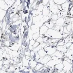 Merck Anti-PTRH1 antibody produced in rabbit