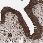 Merck Anti-KYAT1 antibody produced in rabbit