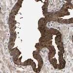 Merck Anti-KRTAP27-1 antibody produced in rabbit
