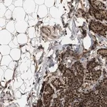 Merck Anti-RUSC2 antibody produced in rabbit