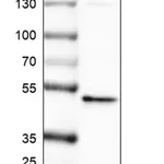 Merck Anti-RNF135 antibody produced in rabbit