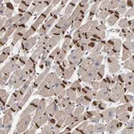 Merck Anti-KRBA2 antibody produced in rabbit