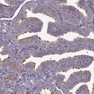 Merck Anti-C9orf116 antibody produced in rabbit