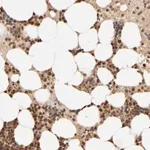 Merck Anti-AARSD1 antibody produced in rabbit