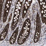 Merck Anti-MRPL12 antibody produced in rabbit
