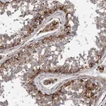 Merck Anti-STXBP4 antibody produced in rabbit