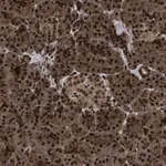 Merck Anti-WIZ antibody produced in rabbit