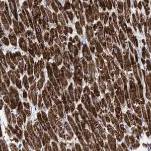 Merck Anti-GGA3 antibody produced in rabbit