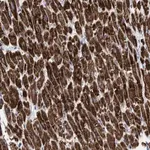 Merck Anti-GGA3 antibody produced in rabbit
