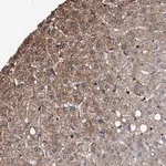 Merck Anti-GRHPR antibody produced in rabbit