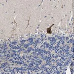 Merck Anti-DHRS13 antibody produced in rabbit