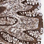 Merck Anti-MRPS7 antibody produced in rabbit