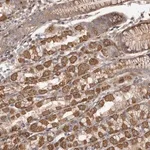 Merck Anti-FAM221B antibody produced in rabbit