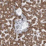 Merck Anti-B9D1 antibody produced in rabbit