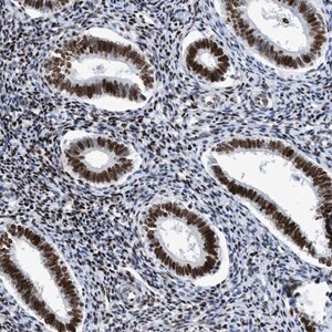 Merck Anti-R3HCC1 antibody produced in rabbit
