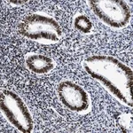 Merck Anti-R3HCC1 antibody produced in rabbit