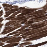 Merck Anti-NBR1 antibody produced in rabbit