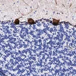 Merck Anti-UBALD2 antibody produced in rabbit
