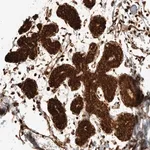 Merck Anti-EXOC7 antibody produced in rabbit