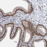 Merck Anti-GLRX2 antibody produced in rabbit