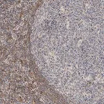 Merck Anti-NSMAF antibody produced in rabbit