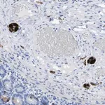 Merck Anti-ANKFN1 antibody produced in rabbit