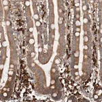 Merck Anti-EIF3H antibody produced in rabbit