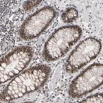 Merck Anti-SURF6 antibody produced in rabbit