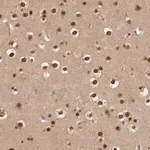 Merck Anti-SYNRG antibody produced in rabbit
