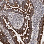 Merck Anti-ZNF566 antibody produced in rabbit