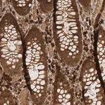 Merck Anti-CNTROB antibody produced in rabbit