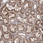 Merck Anti-ZNF324B antibody produced in rabbit
