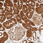 Merck Anti-ZBTB37 antibody produced in rabbit
