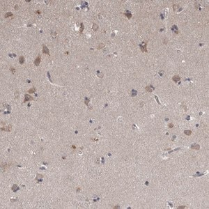 Merck Anti-NENF antibody produced in rabbit