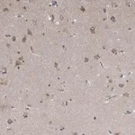 Merck Anti-NENF antibody produced in rabbit