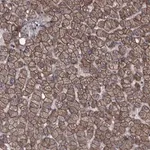 Merck Anti-PCDH17 antibody produced in rabbit