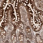 Merck Anti-CCPG1 antibody produced in rabbit