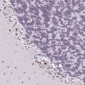 Merck Anti-ZNF800 antibody produced in rabbit