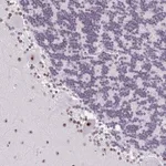Merck Anti-ZNF800 antibody produced in rabbit