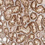 Merck Anti-NARS2 antibody produced in rabbit