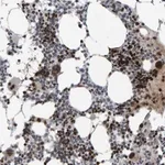 Merck Anti-ZNF366 antibody produced in rabbit