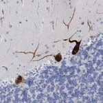 Merck Anti-MTFR1 antibody produced in rabbit