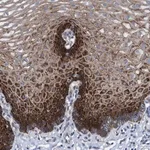 Merck Anti-R3HCC1 antibody produced in rabbit